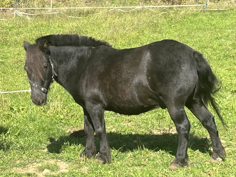 Poneys Shetland Jument 13 Ans 107 cm Pinto in Ursensollen