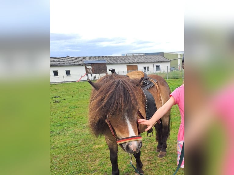Poneys Shetland Jument 13 Ans 85 cm Bai in Osnabrück