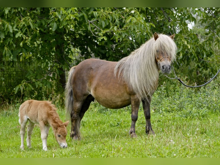 Poneys Shetland Jument 13 Ans 89 cm Alezan in Lodz