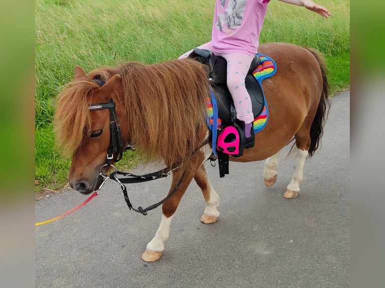 Poneys Shetland Jument 13 Ans 90 cm Pinto in Gleichen