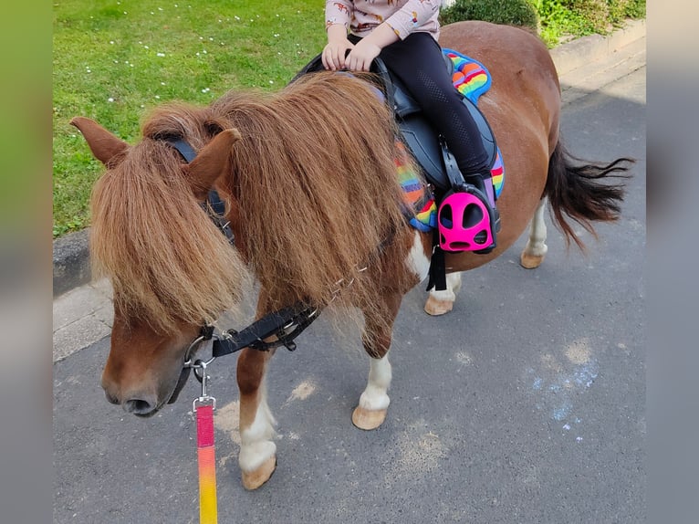 Poneys Shetland Jument 13 Ans 90 cm Pinto in Gleichen