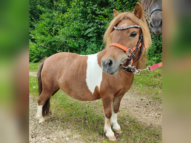 Poneys Shetland Jument 13 Ans 90 cm Pinto in Gleichen