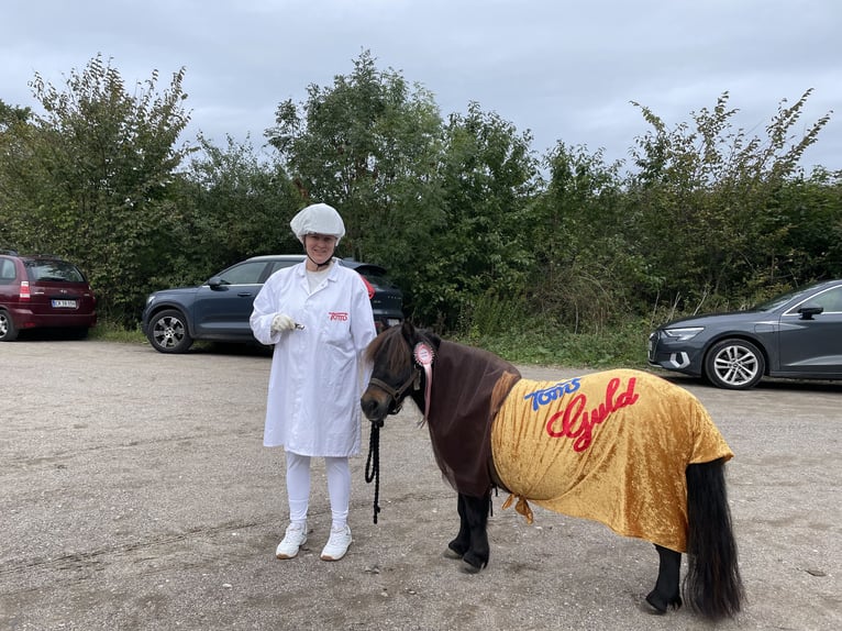 Poneys Shetland Jument 13 Ans 94 cm Bai cerise in Græsted