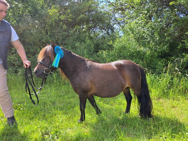 Poneys Shetland Jument 13 Ans 94 cm Bai cerise in Græsted