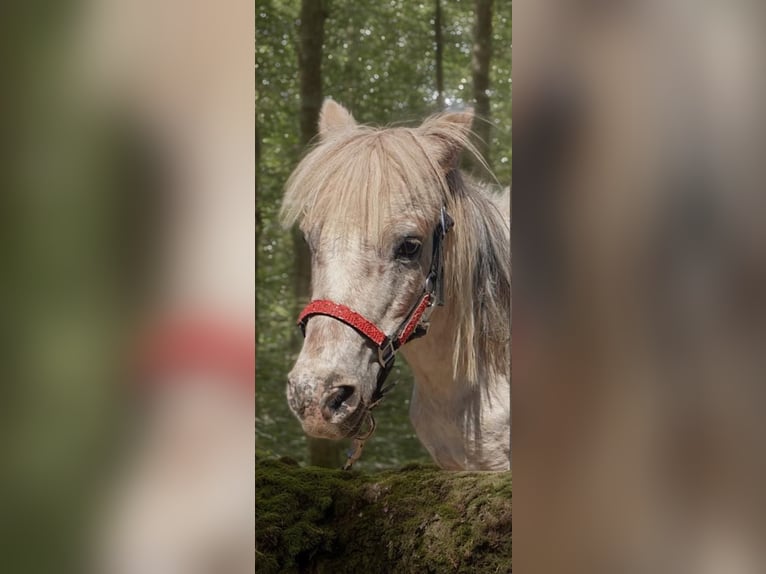 Poneys Shetland Jument 14 Ans 103 cm Gris moucheté in Hamburg