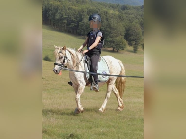 Poneys Shetland Jument 14 Ans 103 cm Gris moucheté in Hamburg