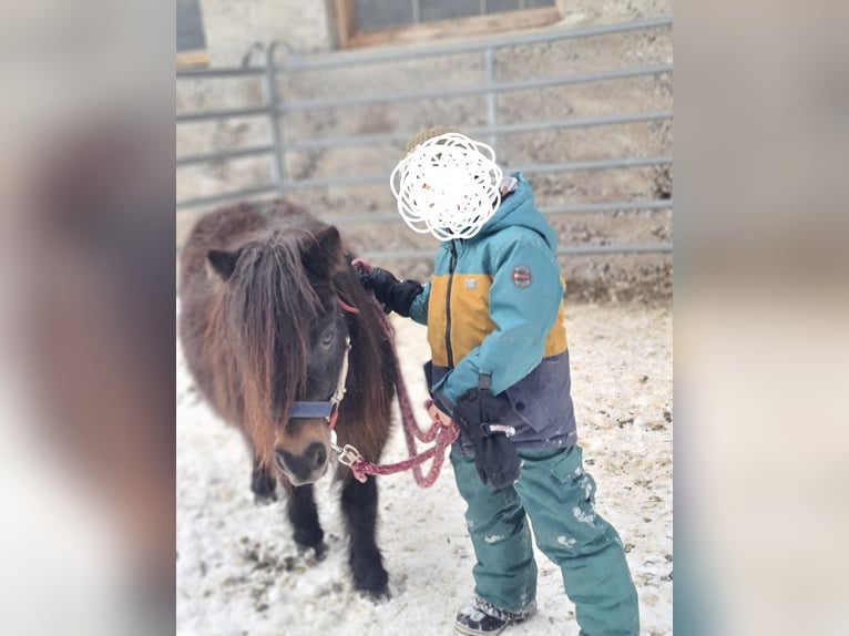 Poneys Shetland Jument 14 Ans 80 cm Bai in Gnadenwald