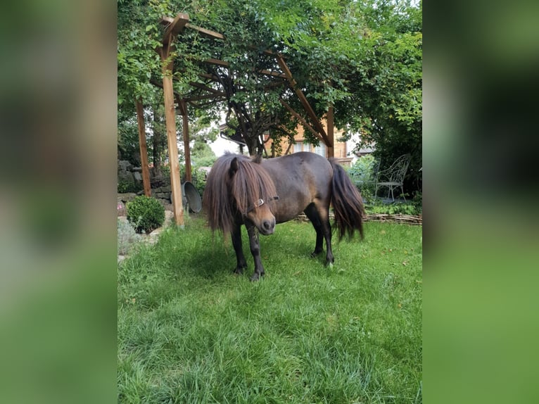 Poneys Shetland Jument 14 Ans 80 cm Bai in Gnadenwald
