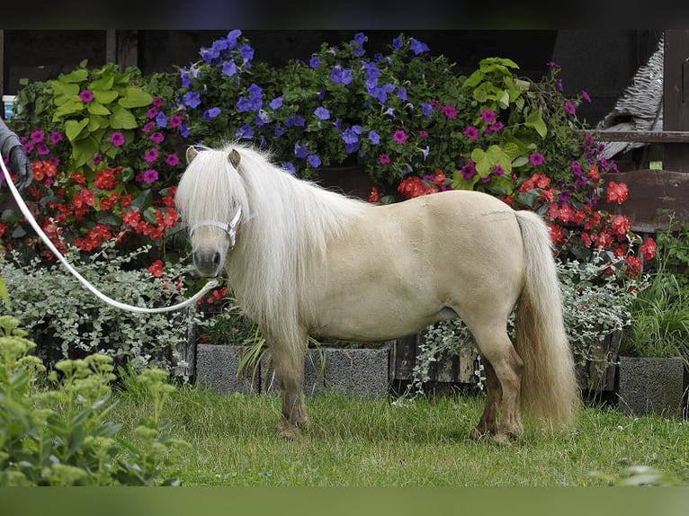 Poneys Shetland Jument 14 Ans 80 cm Palomino in Lodz