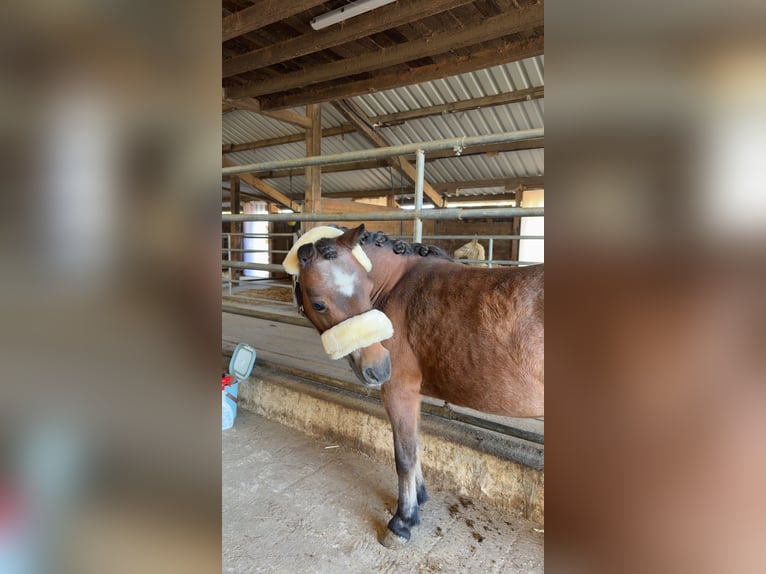 Poneys Shetland Jument 14 Ans 85 cm Bai in Trier