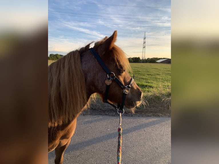 Poneys Shetland Jument 14 Ans 88 cm Alezan in Hamminkeln