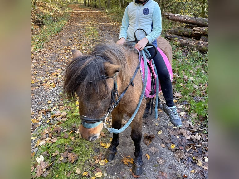 Poneys Shetland Jument 14 Ans 92 cm Léopard in Forchtenberg