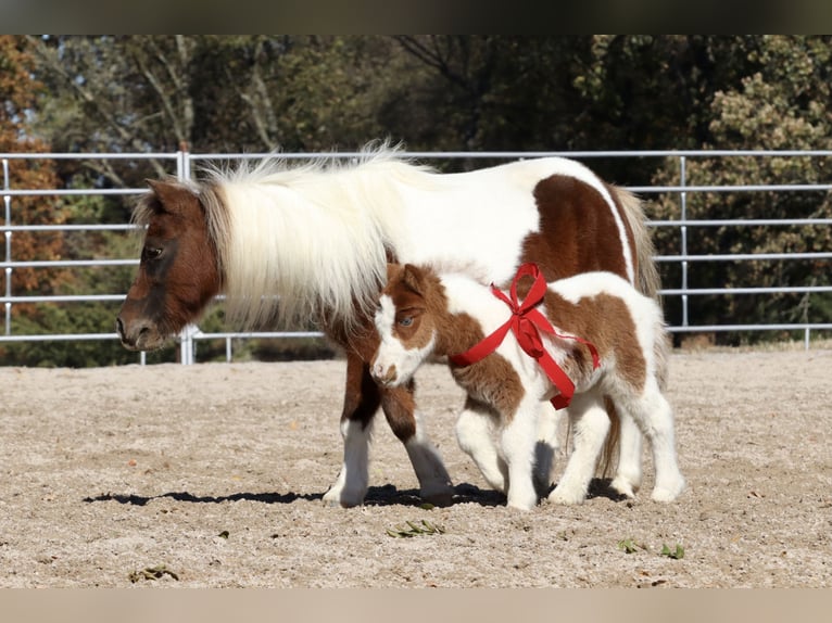Poneys Shetland Jument 14 Ans 94 cm Pinto in Purdy, MO