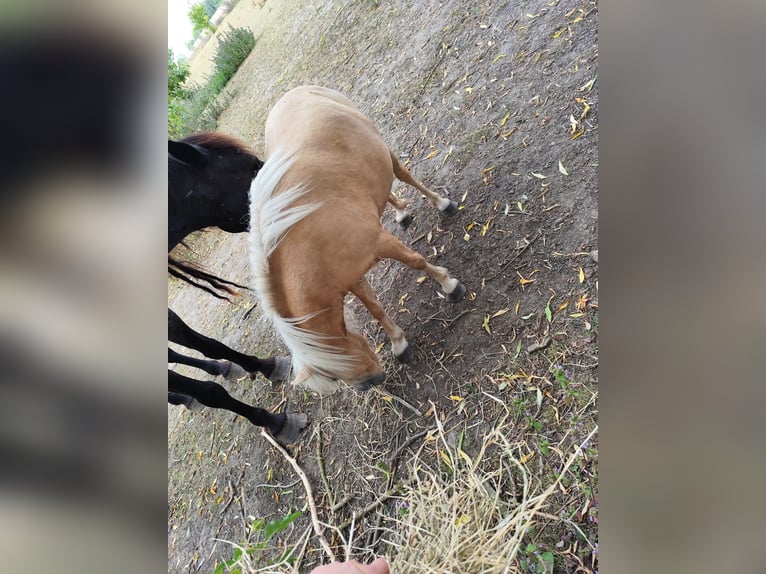 Poneys Shetland Jument 14 Ans 95 cm Palomino in Uckerland