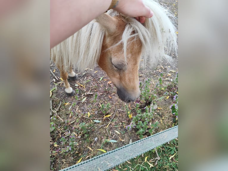 Poneys Shetland Jument 14 Ans 95 cm Palomino in Uckerland