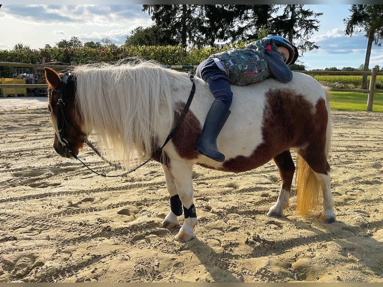 Poneys Shetland Jument 14 Ans 96 cm Pinto in Wielen