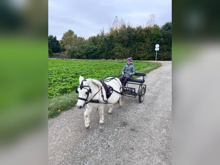 Poneys Shetland Croisé Jument 14 Ans Gris in Unterwaltersdorf