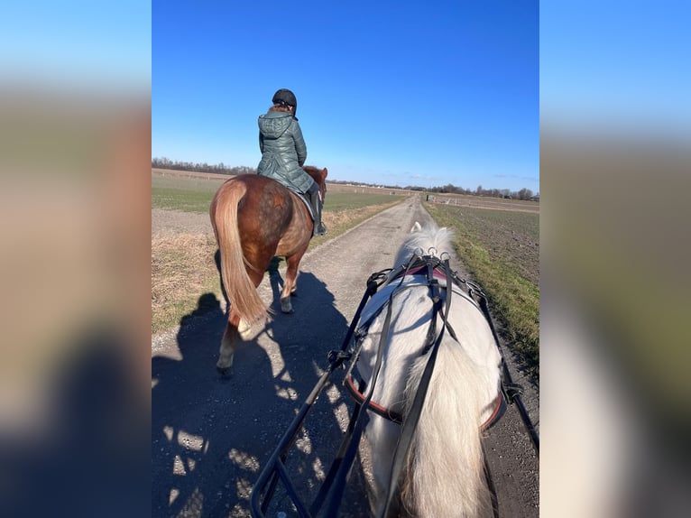 Poneys Shetland Croisé Jument 14 Ans Gris in Unterwaltersdorf