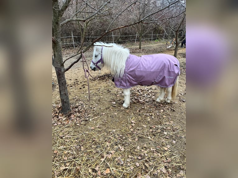 Poneys Shetland Croisé Jument 14 Ans Gris in Unterwaltersdorf