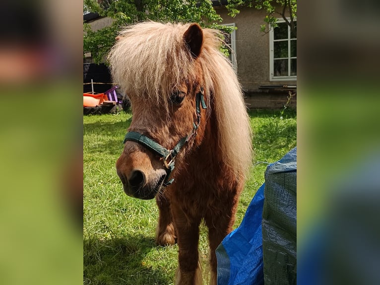 Poneys Shetland Jument 15 Ans 100 cm Alezan brûlé in Seifhennersdorf