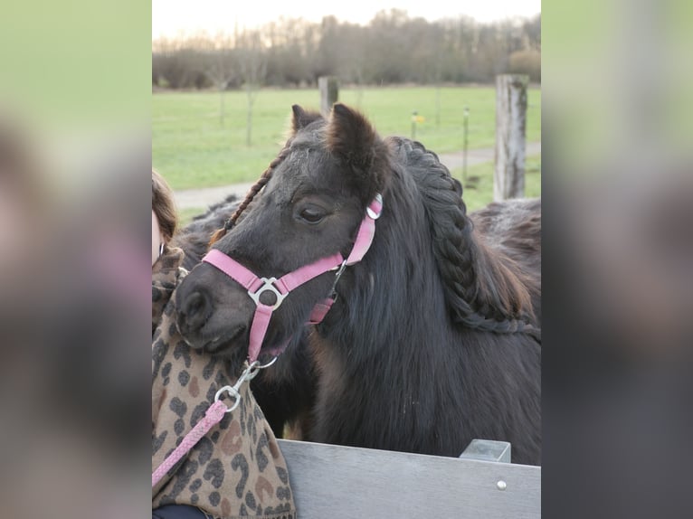 Poneys Shetland Jument 15 Ans 100 cm Noir in Kempen