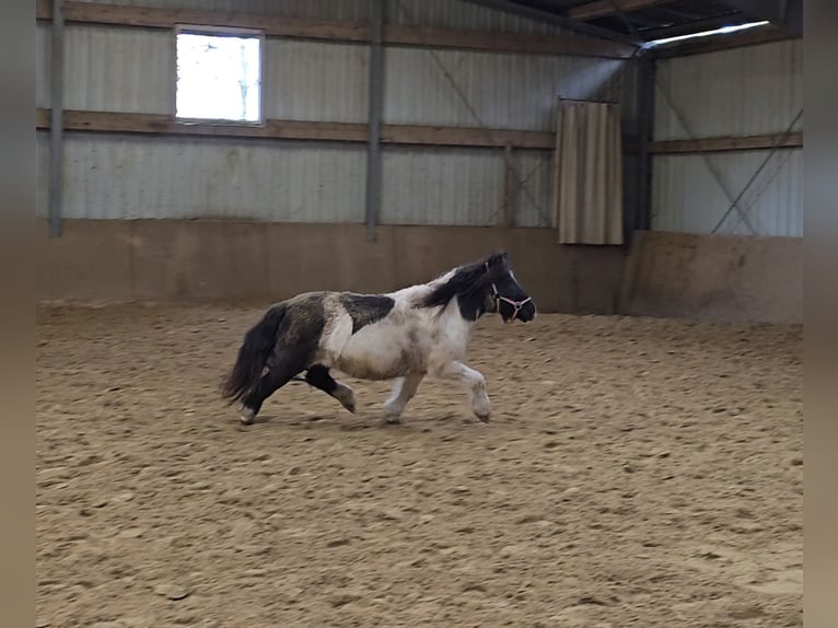 Poneys Shetland Jument 15 Ans 106 cm Pinto in Mülheim an der Ruhr