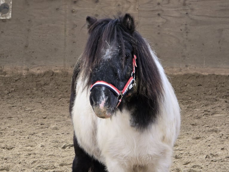 Poneys Shetland Jument 15 Ans 106 cm Pinto in Mülheim an der Ruhr