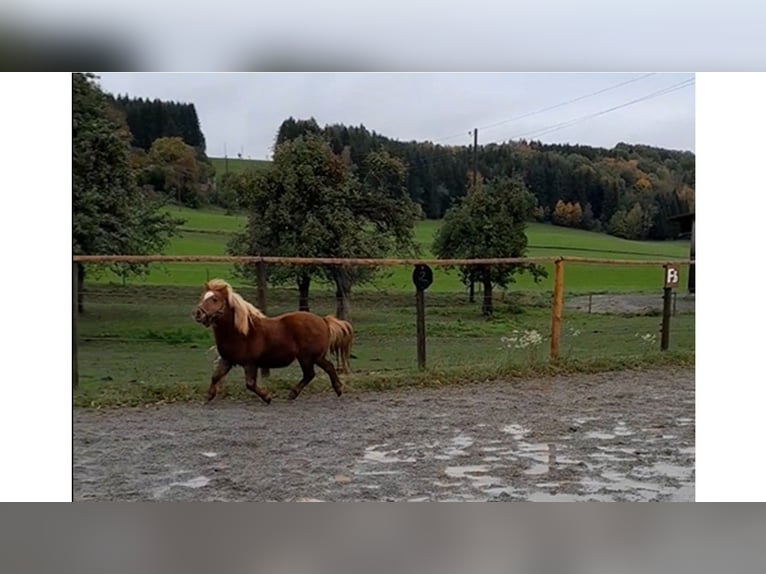 Poneys Shetland Jument 15 Ans 85 cm Alezan in Wolfegg