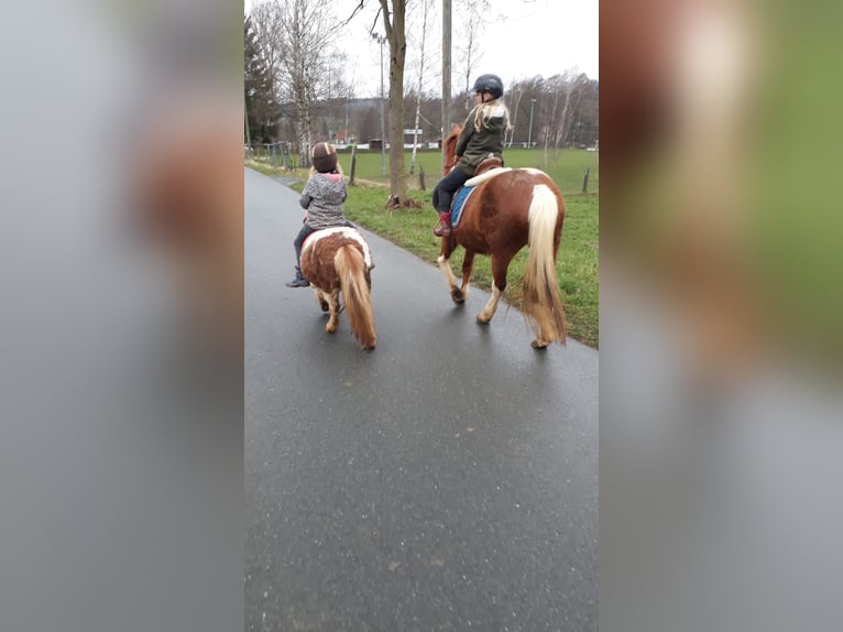Poneys Shetland Jument 15 Ans 85 cm Pinto in Oelsnitz