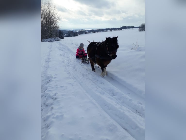 Poneys Shetland Jument 15 Ans 85 cm Pinto in Oelsnitz