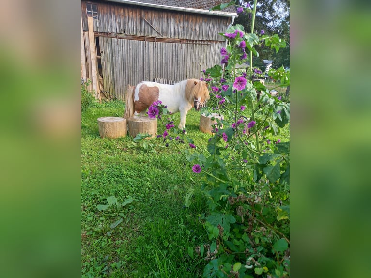 Poneys Shetland Jument 15 Ans 85 cm Pinto in Oelsnitz