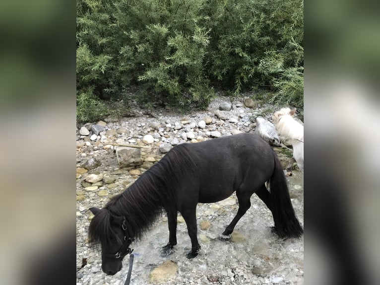 Poneys Shetland Jument 15 Ans 95 cm Noir in Eberstalzell