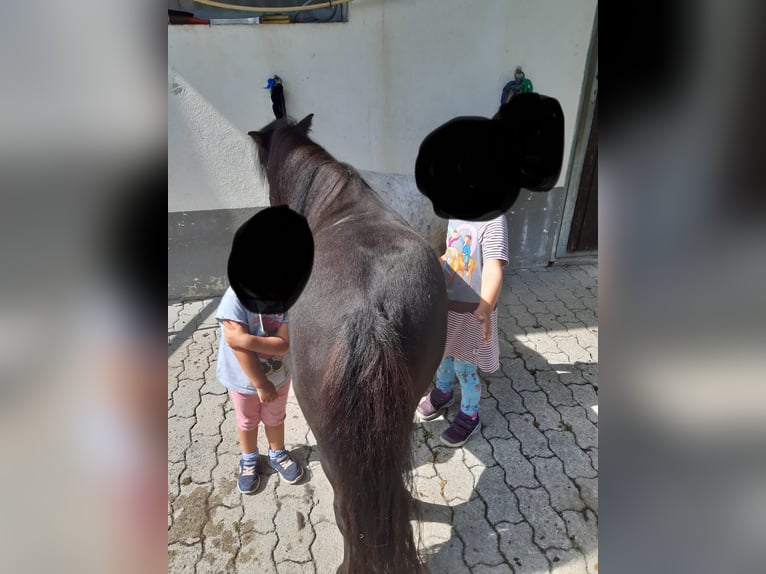 Poneys Shetland Jument 15 Ans 95 cm Noir in Eberstalzell