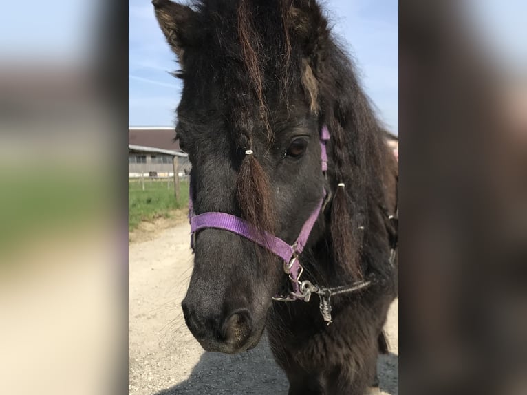 Poneys Shetland Jument 15 Ans 95 cm Noir in Eberstalzell