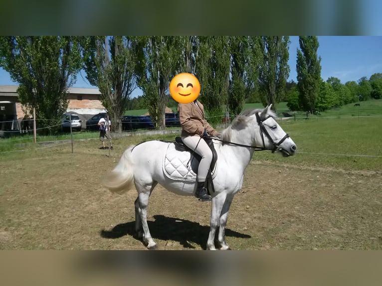 Poneys Shetland Croisé Jument 16 Ans 124 cm Gris in Raabs an der Thaya