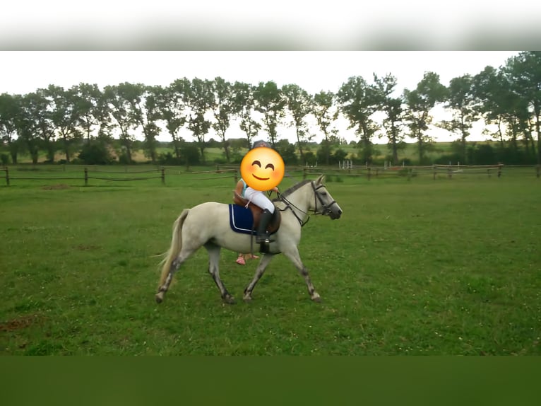 Poneys Shetland Croisé Jument 16 Ans 124 cm Gris in Raabs an der Thaya