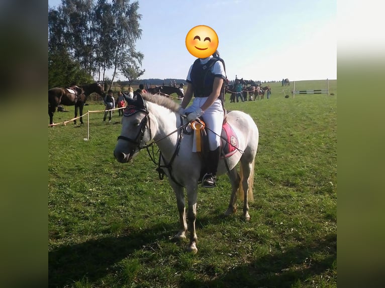 Poneys Shetland Croisé Jument 16 Ans 124 cm Gris in Raabs an der Thaya