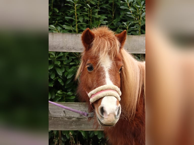 Poneys Shetland Croisé Jument 16 Ans 95 cm Alezan in Neunkirchen-Seelscheid