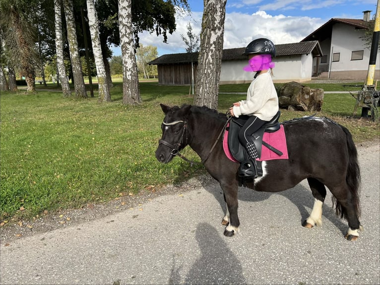 Poneys Shetland Jument 17 Ans 100 cm  in Kürzell