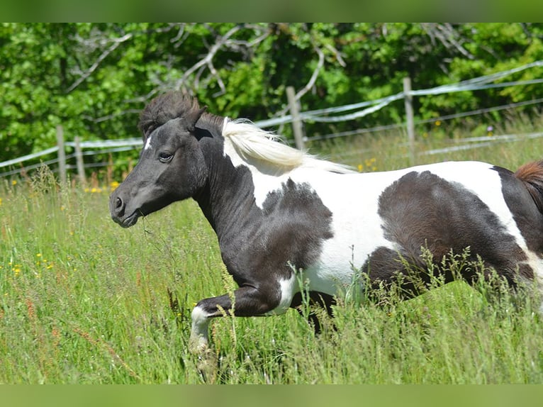 Poneys Shetland Jument 17 Ans 100 cm Pinto in Laufenburg