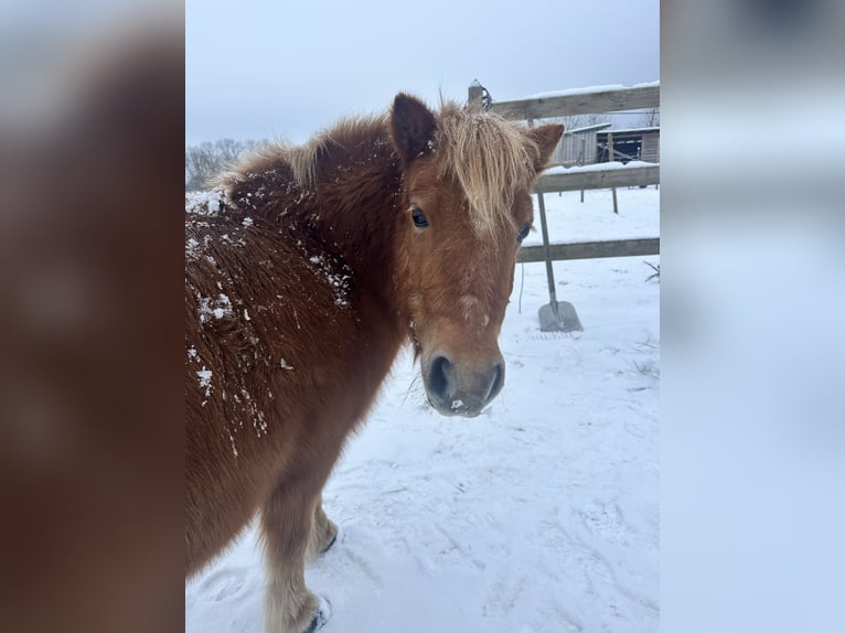 Poneys Shetland Jument 17 Ans 106 cm Alezan in Demen