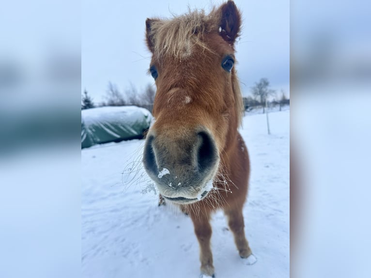 Poneys Shetland Jument 17 Ans 106 cm Alezan in Demen