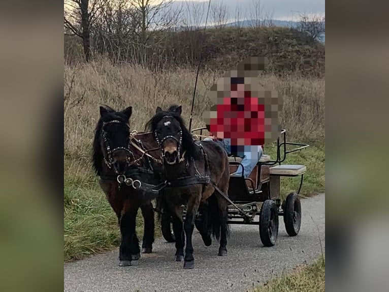 Poneys Shetland Croisé Jument 17 Ans 110 cm Bai in Harzgerode