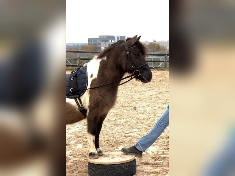 Poneys Shetland Croisé Jument 17 Ans 110 cm Pinto in Biberach an der Riß