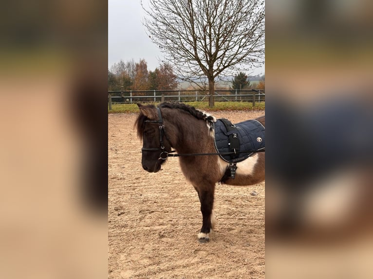 Poneys Shetland Croisé Jument 17 Ans 110 cm Pinto in Biberach an der Riß