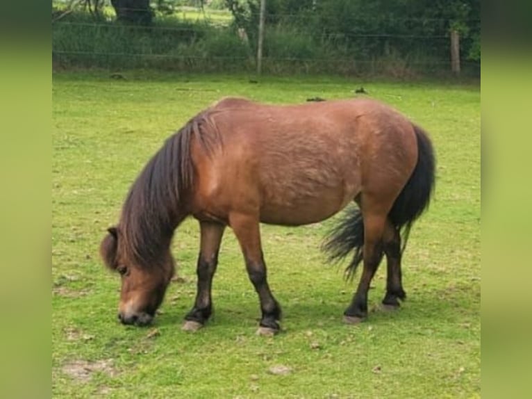 Poneys Shetland Jument 17 Ans 97 cm Bai in Breklum