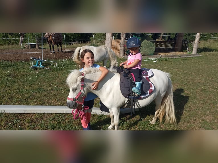 Poneys Shetland Jument 17 Ans 98 cm Blanc in Schlatten