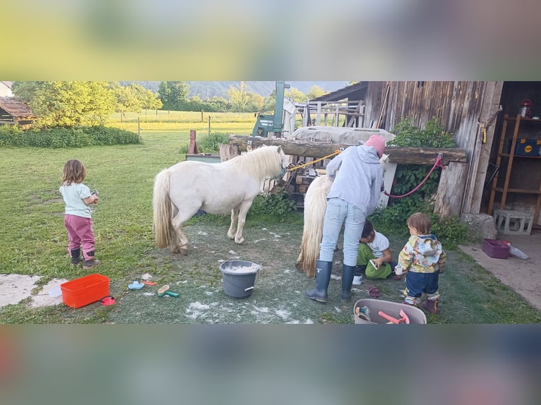 Poneys Shetland Jument 17 Ans 98 cm Blanc in Schlatten