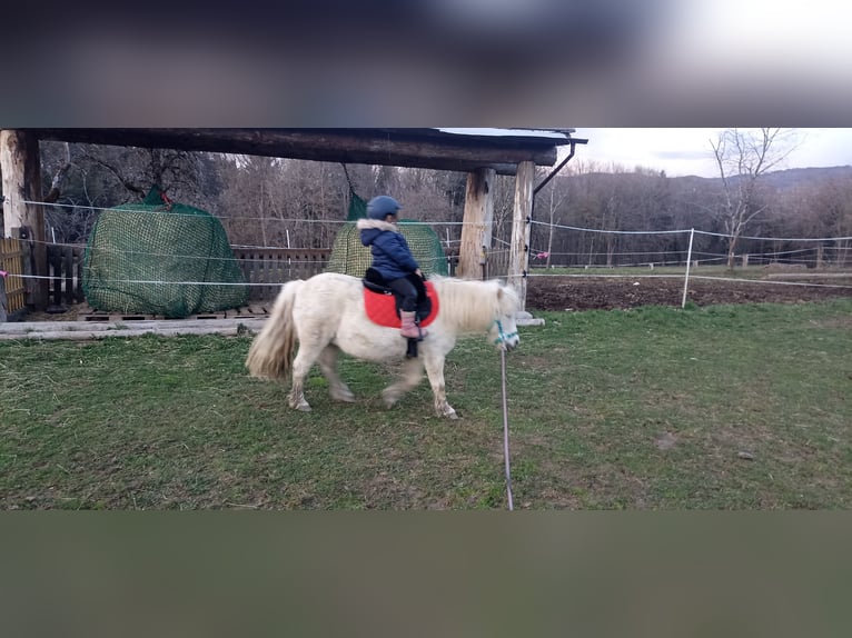 Poneys Shetland Jument 17 Ans 98 cm Blanc in Schlatten