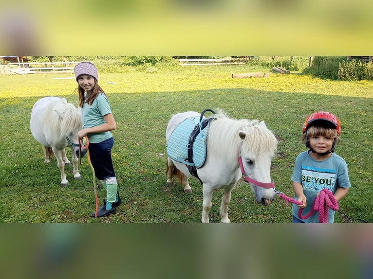 Poneys Shetland Jument 17 Ans 98 cm Blanc in Schlatten